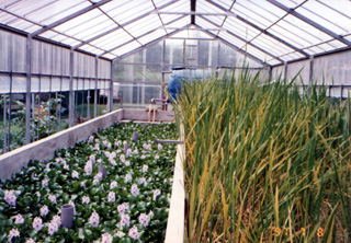 Constructed Wetland System